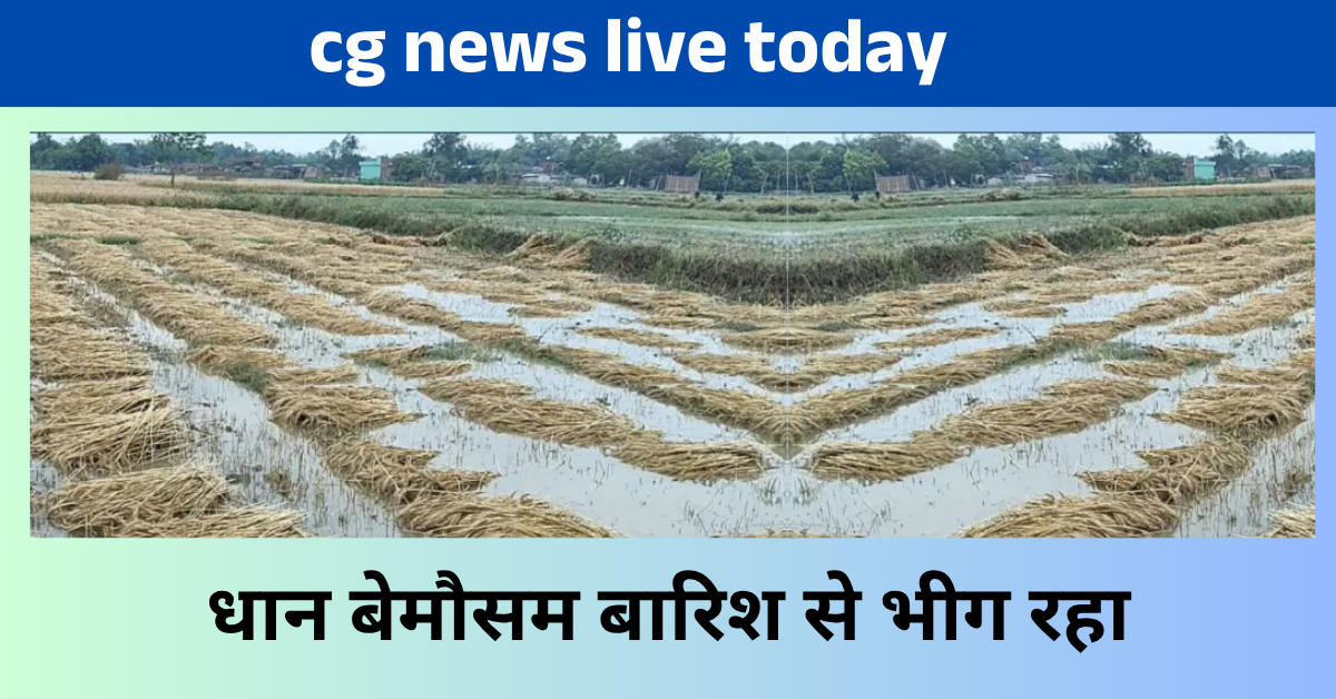 Cg News Live - धान बेमौसम बारिश से भीग रहा